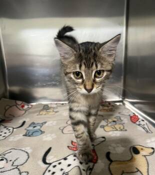 Baby Hurricane -  Domestic Short Hair Cat for Adoption in Labelle, Florida - Baby Hurricane | PetCurious