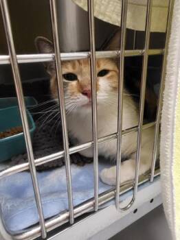 Ginger -  Domestic Short Hair Cat for Adoption in Montreal, Quebec - Ginger | PetCurious