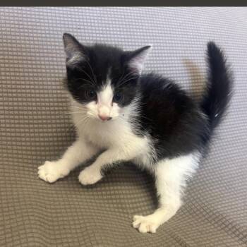 Domestic Short Hair Cats Available for Adoption in Buffalo, Minnesota - Tim O Thee *Meet Me At Plymouth Petsmart* | PetCurious