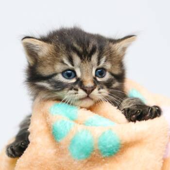 Domestic Medium Hair Cats Available for Adoption in Hattiesburg, Mississippi - Egg | PetCurious