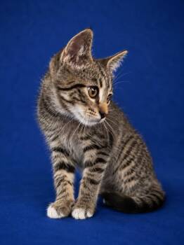 Javier -  Domestic Short Hair Cat for Adoption in Wauchula, Florida - Javier | PetCurious