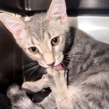 Gemini -  Domestic Short Hair Cat for Adoption in Las Vegas, Nevada - Gemini | PetCurious