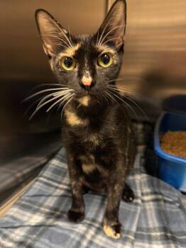 Violet -  Domestic Short Hair Cat for Adoption in Ocala, Florida - Violet | PetCurious