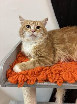 Domestic Long Hair Cats Available for Adoption in Tallahassee, Florida - Hobbit @ Fat Cat Cafe | PetCurious