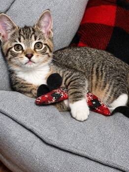 Pippa -  Tabby Cat for Adoption in Pickerington, Ohio - Pippa | PetCurious