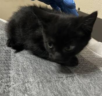 Domestic Short Hair Cats Available for Adoption in Tallahassee, Florida - BITZIE | PetCurious