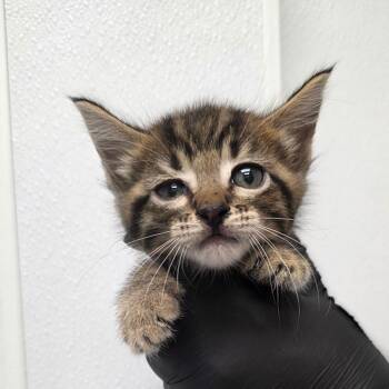Zubat -  Domestic Short Hair Cat for Adoption in Abilene, Texas - Zubat | PetCurious