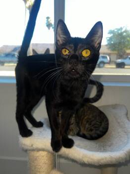 Domestic Short Hair Cats Available for Adoption - Pauly D Jersey | PetCurious