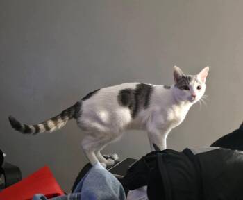 American Shorthair Cats Available for Adoption - Brunson  | PetCurious