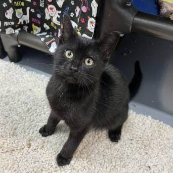 Domestic Short Hair Cats Available for Adoption in Enterprise, Alabama - Raditz | PetCurious