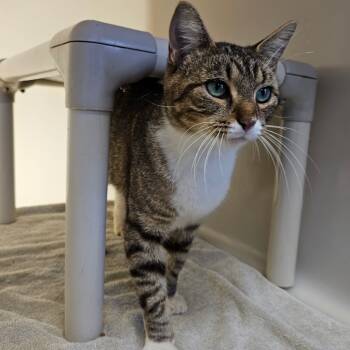Rescue Domestic Short Hair Cats for Adoption in Harrisonburg, Virginia - Penny | PetCurious