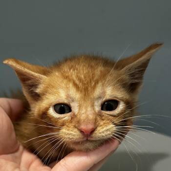 Pointer -  Domestic Short Hair Cat for Adoption in Chattanooga, Tennessee - Pointer | PetCurious