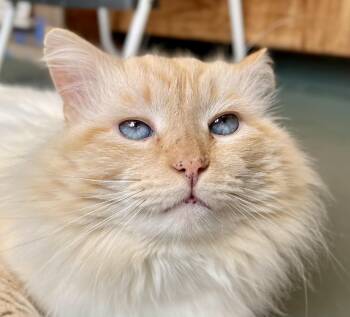 Siamese Cats Available for Adoption - Sheba | PetCurious