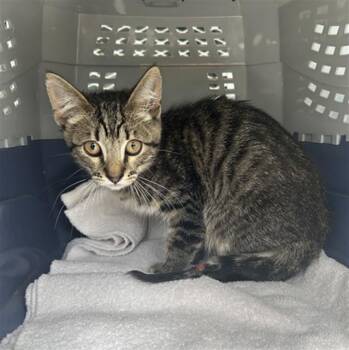 TOBIAS -  Domestic Short Hair Cat for Adoption in Santa Rosa, California - TOBIAS | PetCurious
