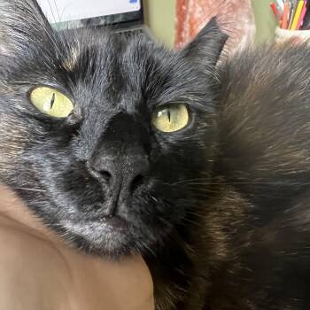 Stevie Nicks -  Domestic Short Hair Cat for Adoption in Philadelphia, Pennsylvania - Stevie Nicks | PetCurious