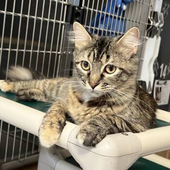 Wanda -  Domestic Medium Hair Cat for Adoption in Emporia, Kansas - Wanda | PetCurious