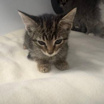 Scrump -  Domestic Short Hair Cat for Adoption in Lake Jackson, Texas - Scrump | PetCurious