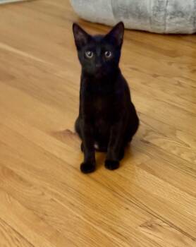 Asher -  Domestic Short Hair Cat for Adoption in Seneca, South Carolina - Asher | PetCurious