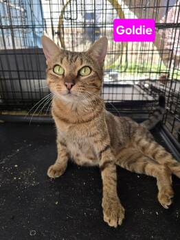 Goldie 11mo (AVA 10/14) -  Domestic Short Hair Cat for Adoption in Sterling, Massachusetts - Goldie 11mo (AVA 10/14) | PetCurious