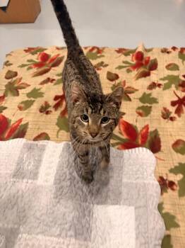 Patrick -  Domestic Short Hair Cat Available for Adoption in Ashland, Wisconsin - Patrick | PetCurious