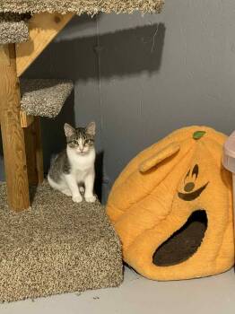 Rescue Domestic Short Hair Cats for Adoption in Port Barrington, Illinois - Peyton | PetCurious