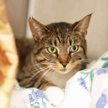 Domestic Short Hair Cats Available for Adoption in Atlanta, Georgia - Sheila | PetCurious