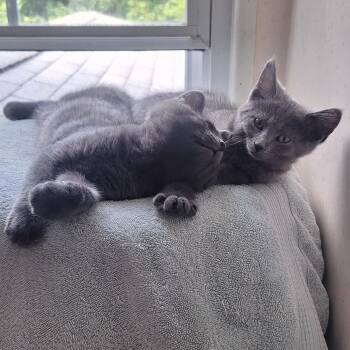 Fern and Floyd (bonded sister and brother) -  Domestic Short Hair Cat for Adoption in Butler, Pennsylvania - Fern And Floyd (bonded Sister And Brother) | PetCurious