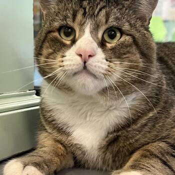 Charlie -  Domestic Short Hair Cat for Adoption in Johnston, Rhode Island - Charlie | PetCurious