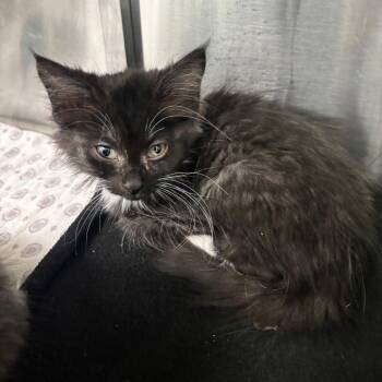 Taffy -  Domestic Short Hair Cat for Adoption in Clavet, Saskatchewan - Taffy | PetCurious