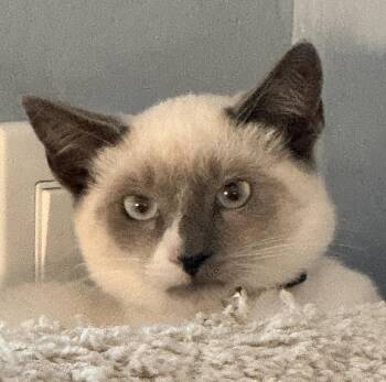 Glameow (bonded w/ Ditto) -  Snowshoe and Domestic Short Hair Cat for Adoption in San Jose, California - Glameow (bonded W/ Ditto) | PetCurious