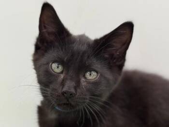 Gully -  Domestic Short Hair Cat for Adoption in Portland, Oregon - Gully | PetCurious
