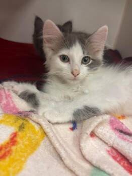 Raj (Hairetown) -  Domestic Medium Hair Cat for Adoption in Johnson City, Tennessee - Raj (Hairetown) | PetCurious
