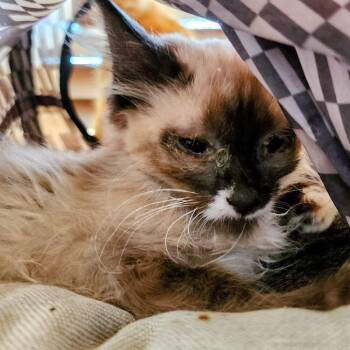 Trixie -  Domestic Short Hair Cat for Adoption in Albuquerque, New Mexico - Trixie | PetCurious