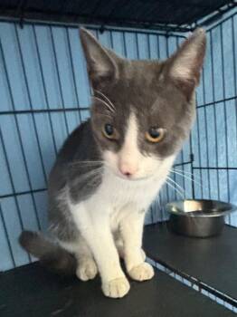 Toaster -  Domestic Short Hair Cat for Adoption in Hartford City, Indiana - Toaster | PetCurious
