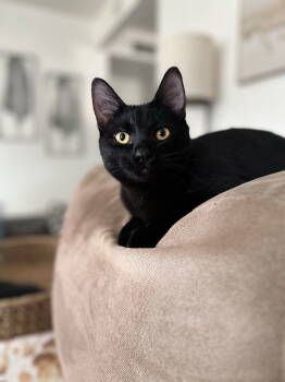 Rescue Bombay and Domestic Short Hair Cats for Adoption in Vallejo, California - Boo ( Nicole ) | PetCurious