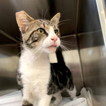 Dr. Doofenshmirtz -  Domestic Short Hair Cat for Adoption in Chapel Hill, North Carolina - Dr. Doofenshmirtz | PetCurious