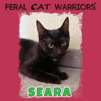 Seara -  Domestic Short Hair Cat for Adoption in Kingman, Arizona - Seara | PetCurious