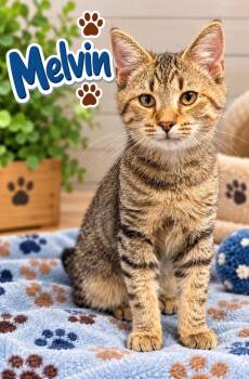 Melvin -  Domestic Short Hair Cat for Adoption in Dalton, Georgia - Melvin | PetCurious