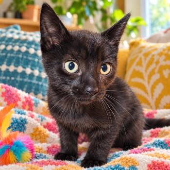 Noire -  Domestic Short Hair Cat for Adoption in Traverse City, Michigan - Noire | PetCurious
