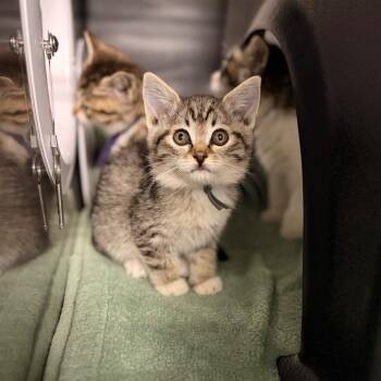 Rom-Com -  Domestic Short Hair Cat for Adoption in Spokane, Washington - Rom-Com | PetCurious
