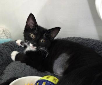 Blanche -  Tuxedo Cat for Adoption in New Albany, Ohio - Blanche | PetCurious