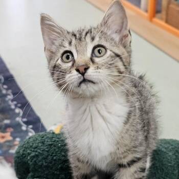 Dear Prudence -  Domestic Short Hair Cat for Adoption in Toledo, Ohio - Dear Prudence | PetCurious