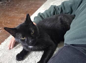 Bernard -  Domestic Short Hair Cat for Adoption in Havertown, Pennsylvania - Bernard | PetCurious