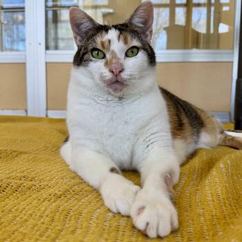 Calico Cats Available for Adoption in Eatontown, New Jersey - Daisy | PetCurious