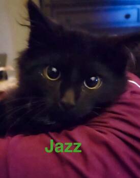 Domestic Medium Hair Cats Available for Adoption - Jazz | PetCurious