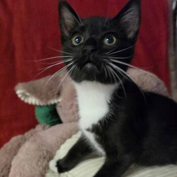 FLASH -  Domestic Short Hair Cat for Adoption in Graham, Washington - FLASH | PetCurious