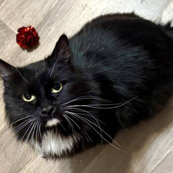 Gianna -  Domestic Long Hair Cat Available for Adoption in Snyder, Texas - Gianna | PetCurious
