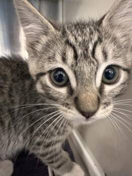 Lays -  Domestic Short Hair Cat for Adoption in Roseville, California - Lays | PetCurious