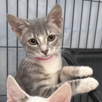 Truffle -  Domestic Short Hair Cat for Adoption in Lakeland, Florida - Truffle | PetCurious