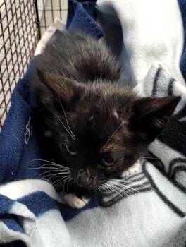 SIMBA -  Domestic Short Hair Cat for Adoption in San Antonio, Texas - SIMBA | PetCurious